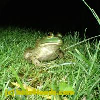 /home//u458753944/public_html/sourcegallery//Frogs/More bullfrogs/P7060232.JPG